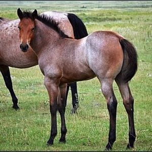 Meet your Posher, Angel